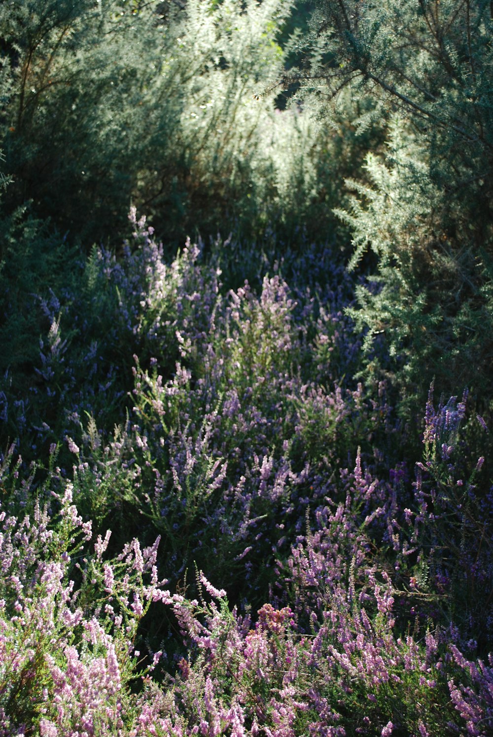 a field of purple flowers and trees in the background