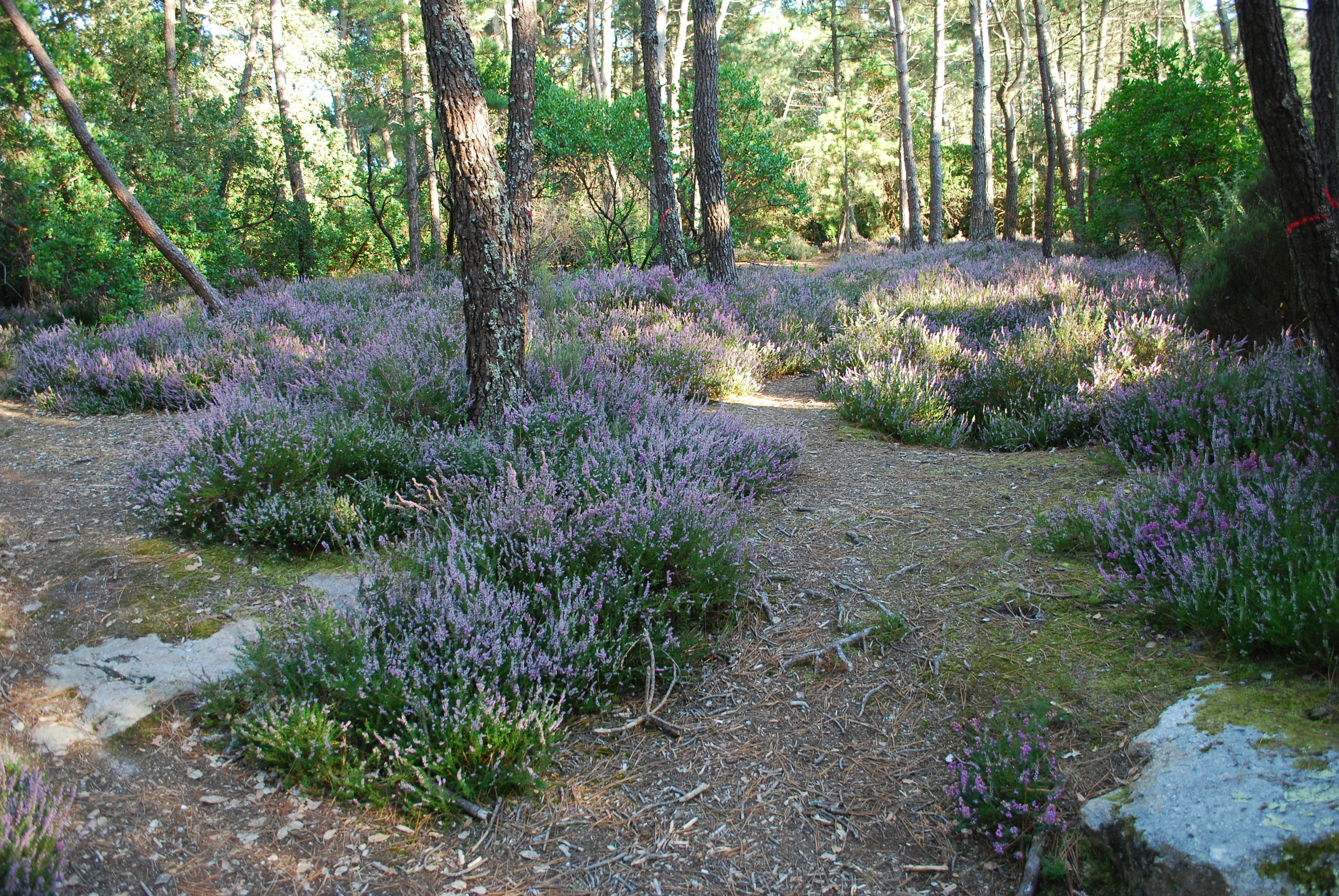 Microclimate Stations for Outdoor Events: Deployments, Vendor Ops and Pet‑Friendly Strategies (2026 Field Guide)