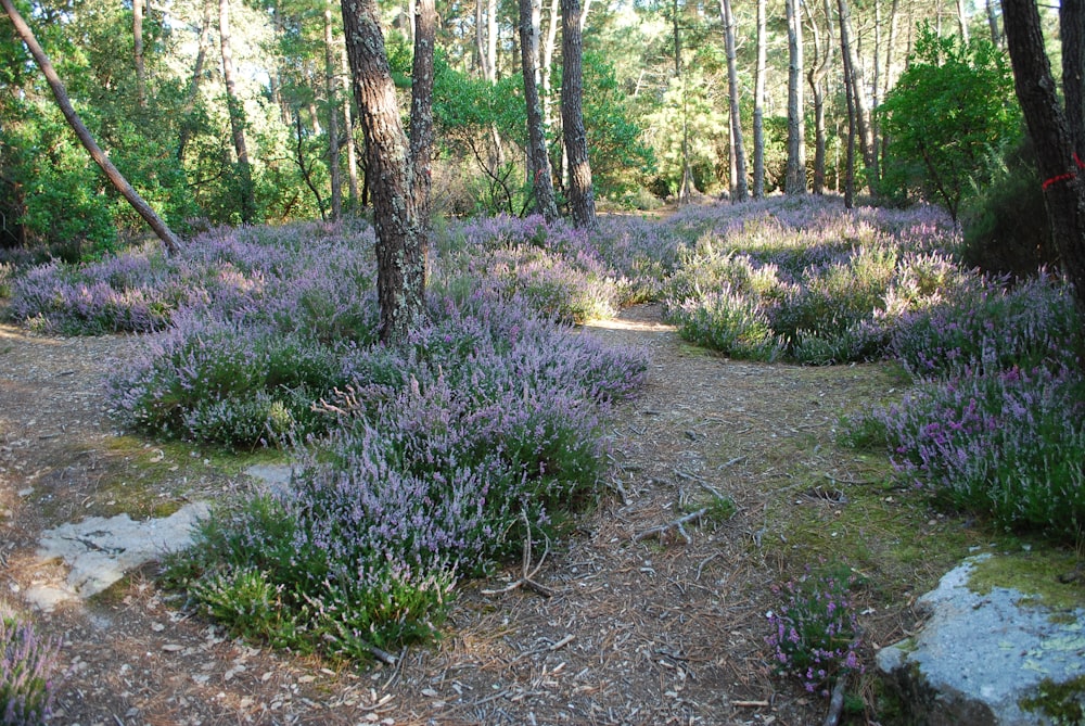 a path in the middle of a forest filled with purple flowers