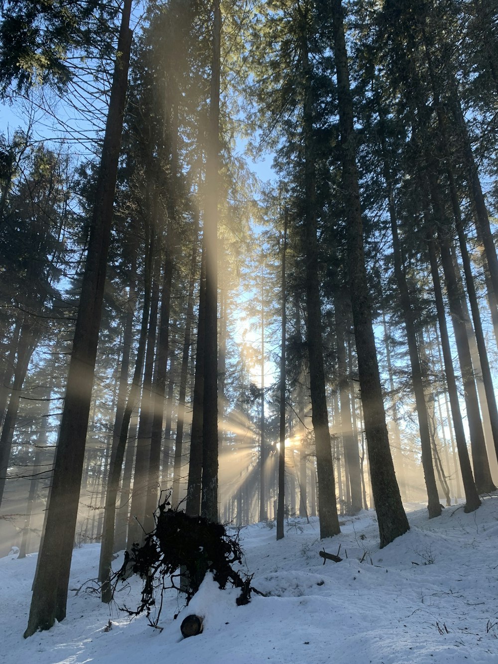 the sun is shining through the trees in the snow