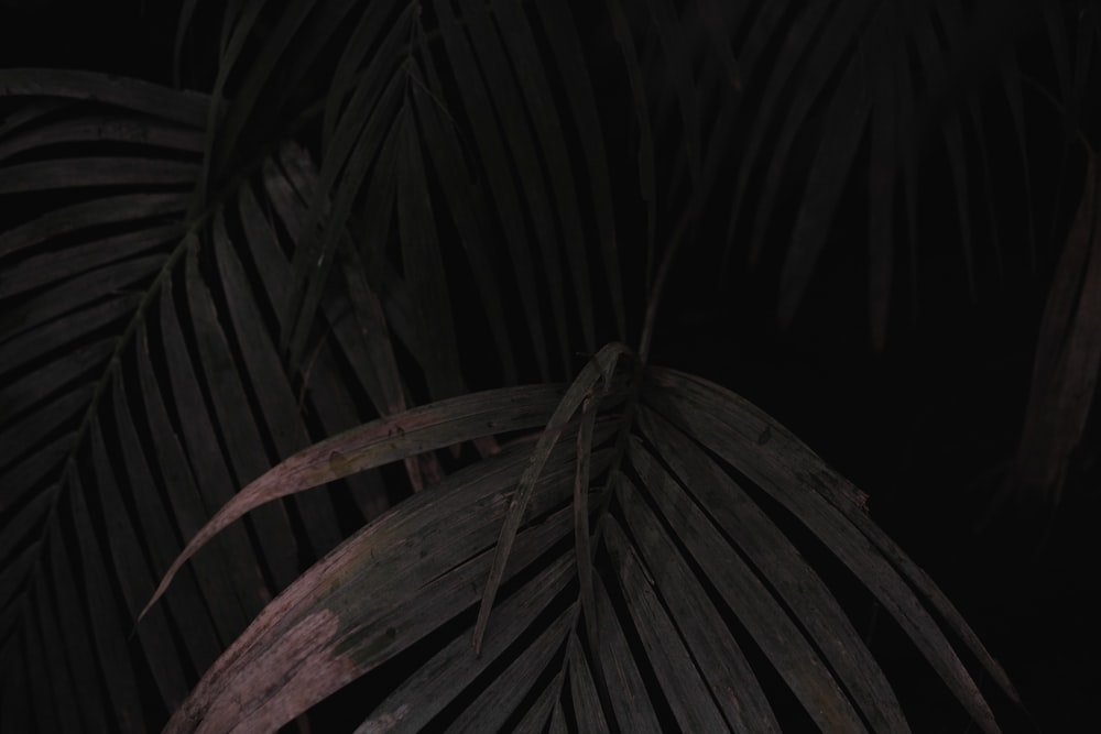 a close up of a plant with a dark background