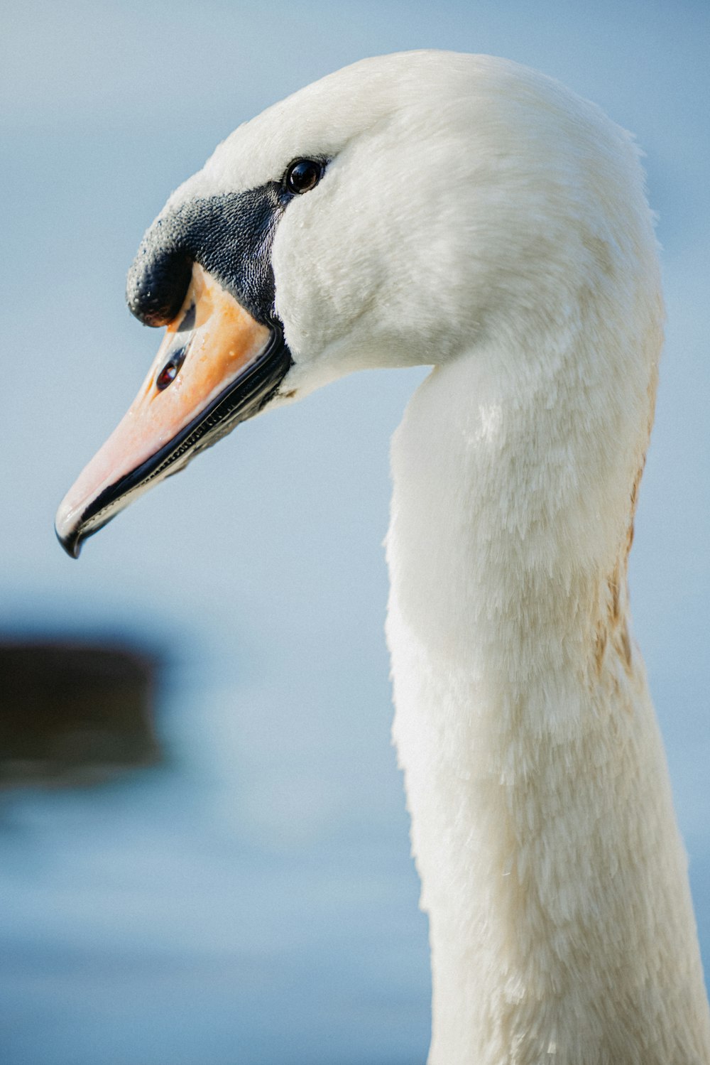 a close up of a swan's head with a body of water in the