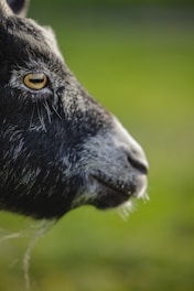 A close-up profile of a goat with a dark face and distinctive white markings around its eye, set against a soft-focused green background.