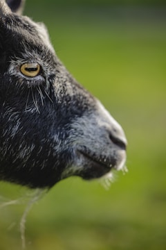 A close-up profile of a goat with a dark face and distinctive white markings around its eye, set against a soft-focused green background.