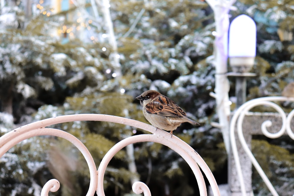 a small bird sitting on top of a white chair