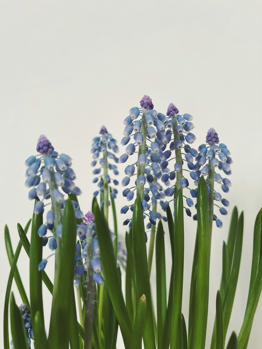 a vase filled with blue flowers on top of a table