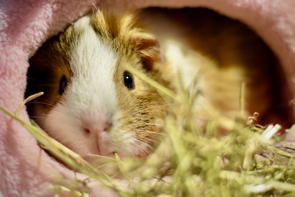 a brown and white guinea pig in a pink blanket