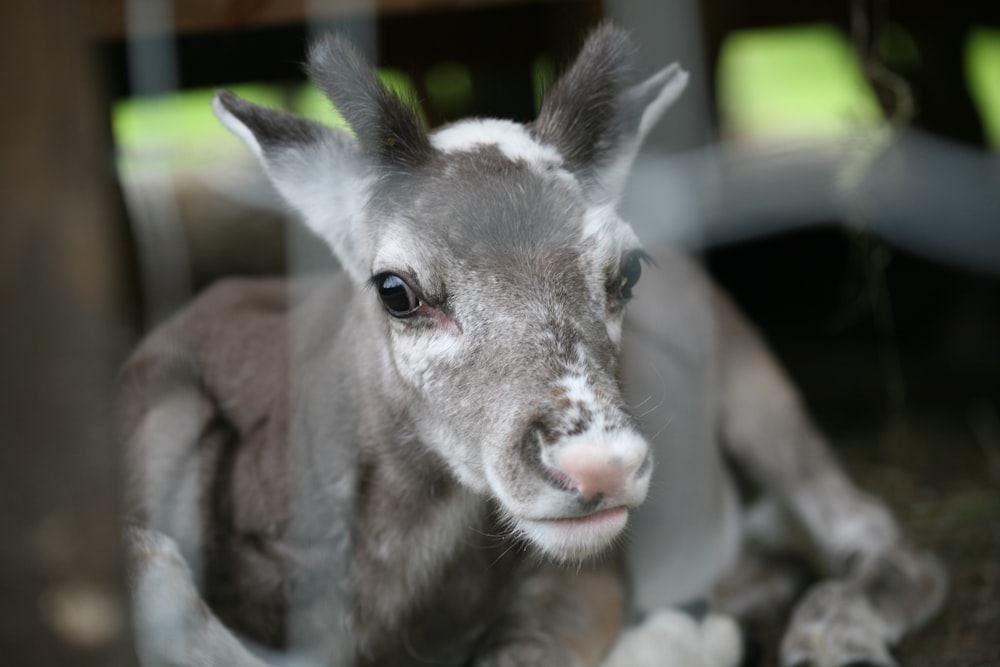 a baby donkey laying down in a pen