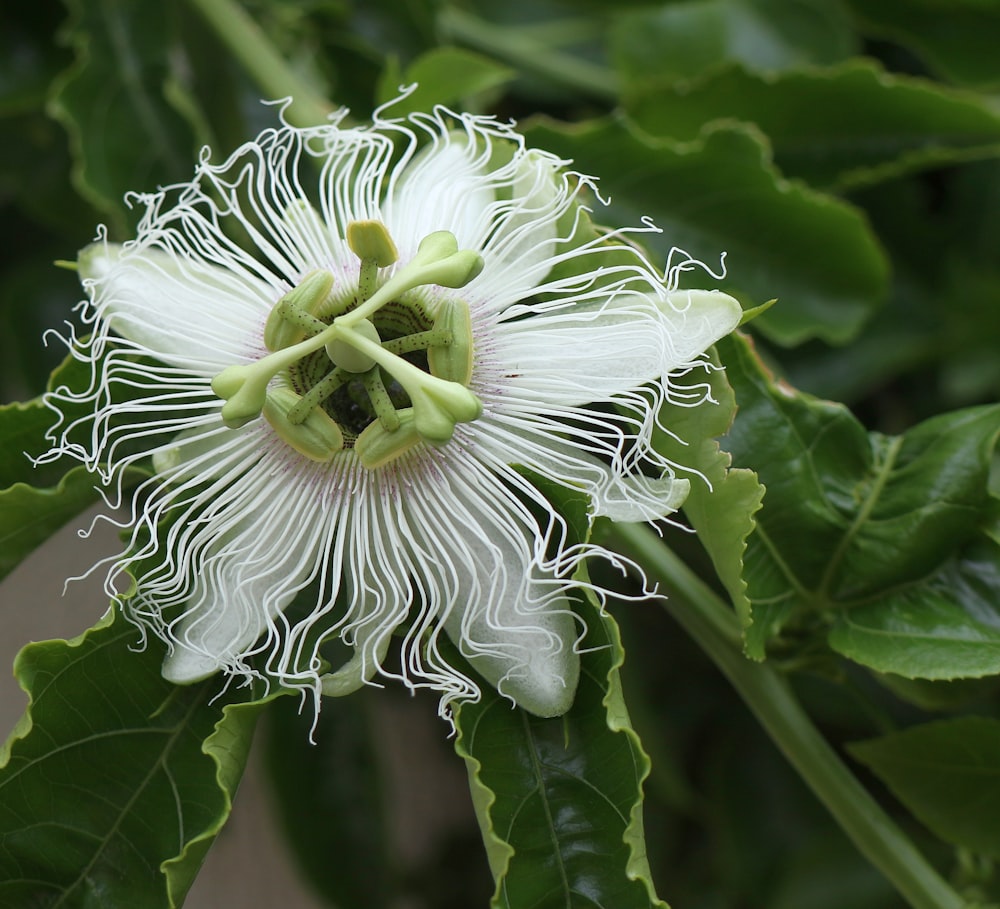 a close up of a flower on a tree