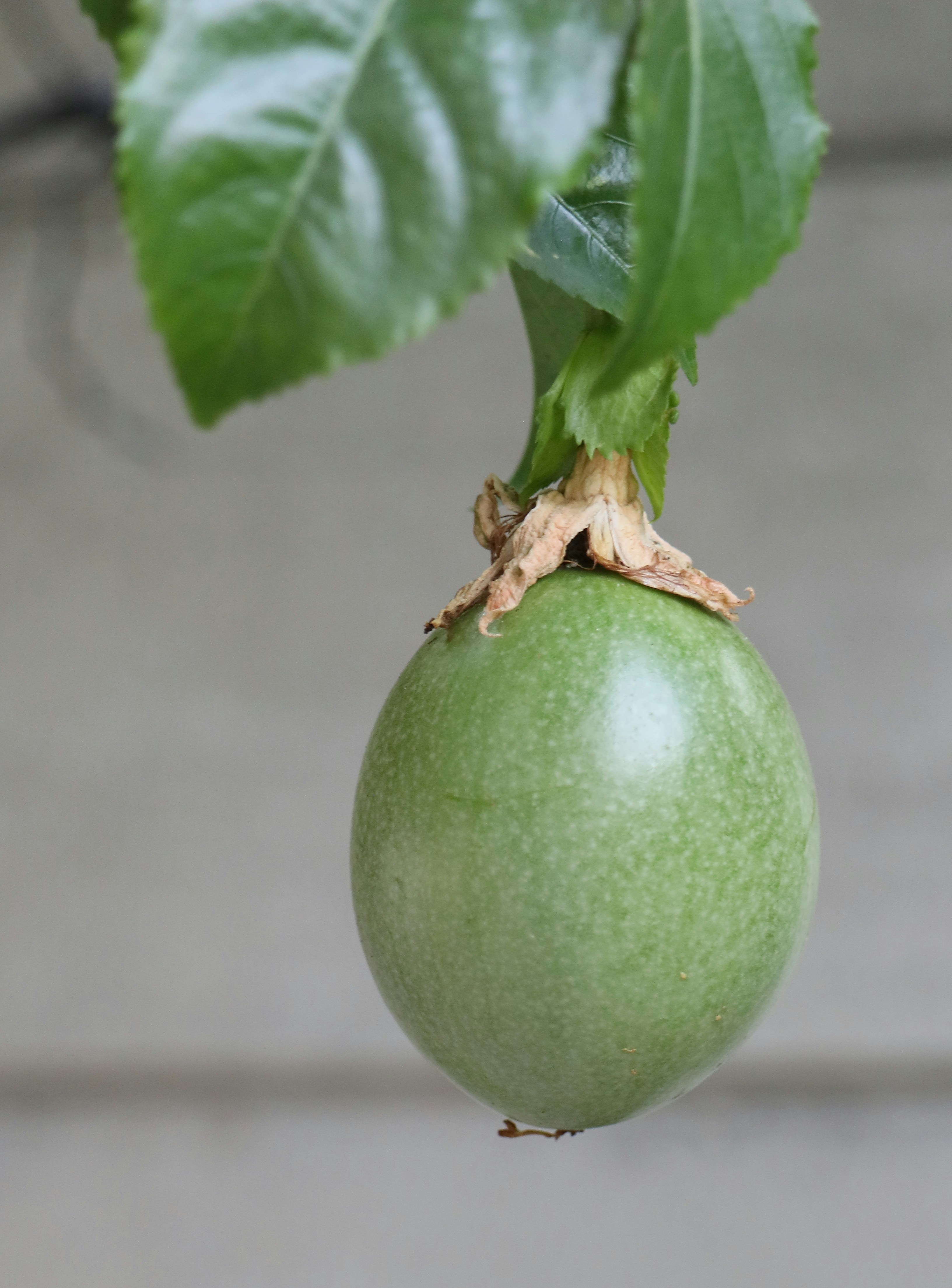 Granadilla