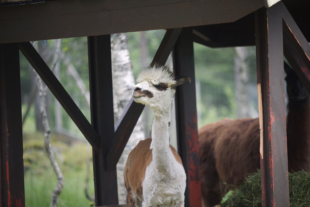 a llama and a brown and white llama standing under a bridge