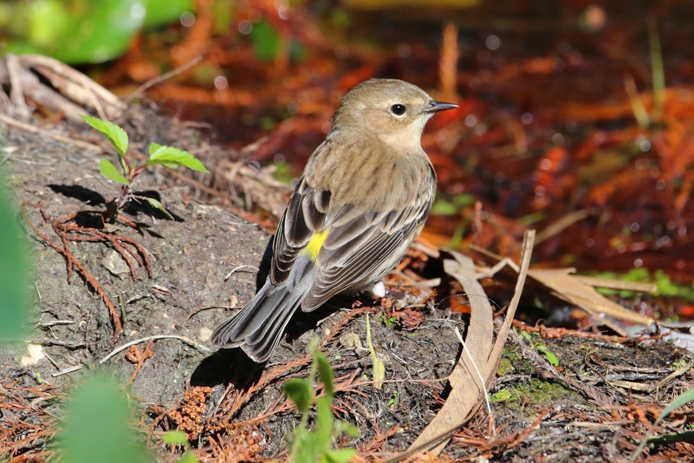 a small bird is standing on the ground