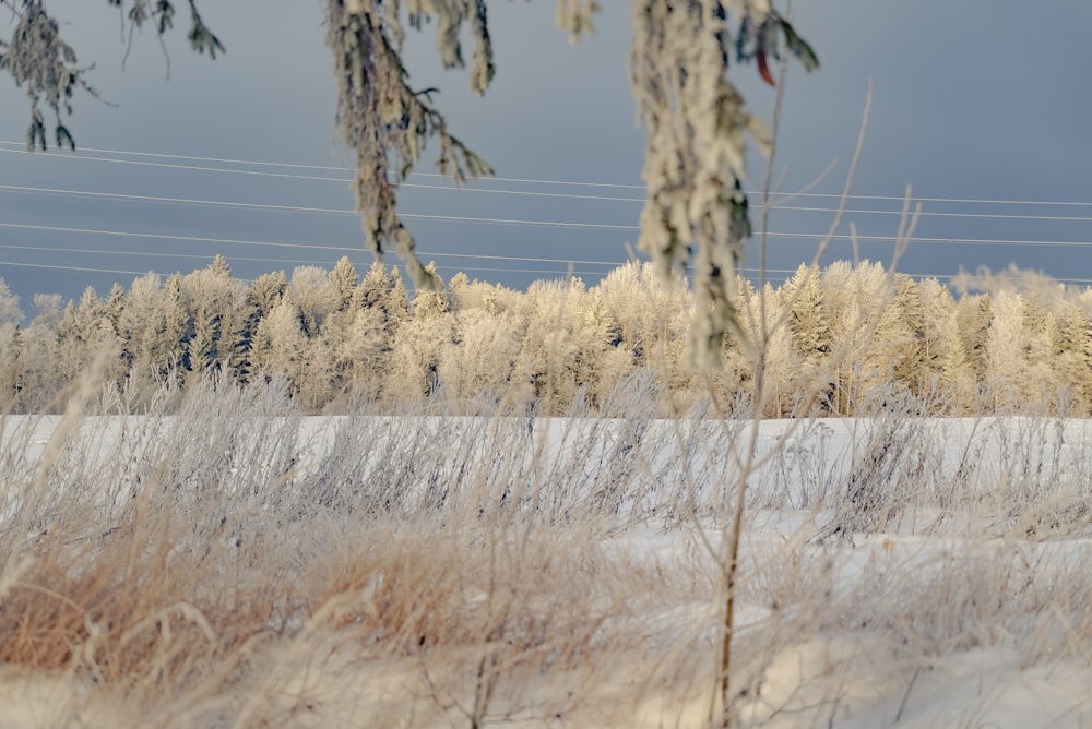 a snow covered field with trees in the background