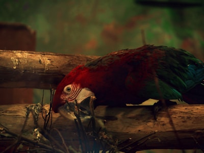 A vibrant exotic bird perched on a natural wooden branch in a cozy home environment.
