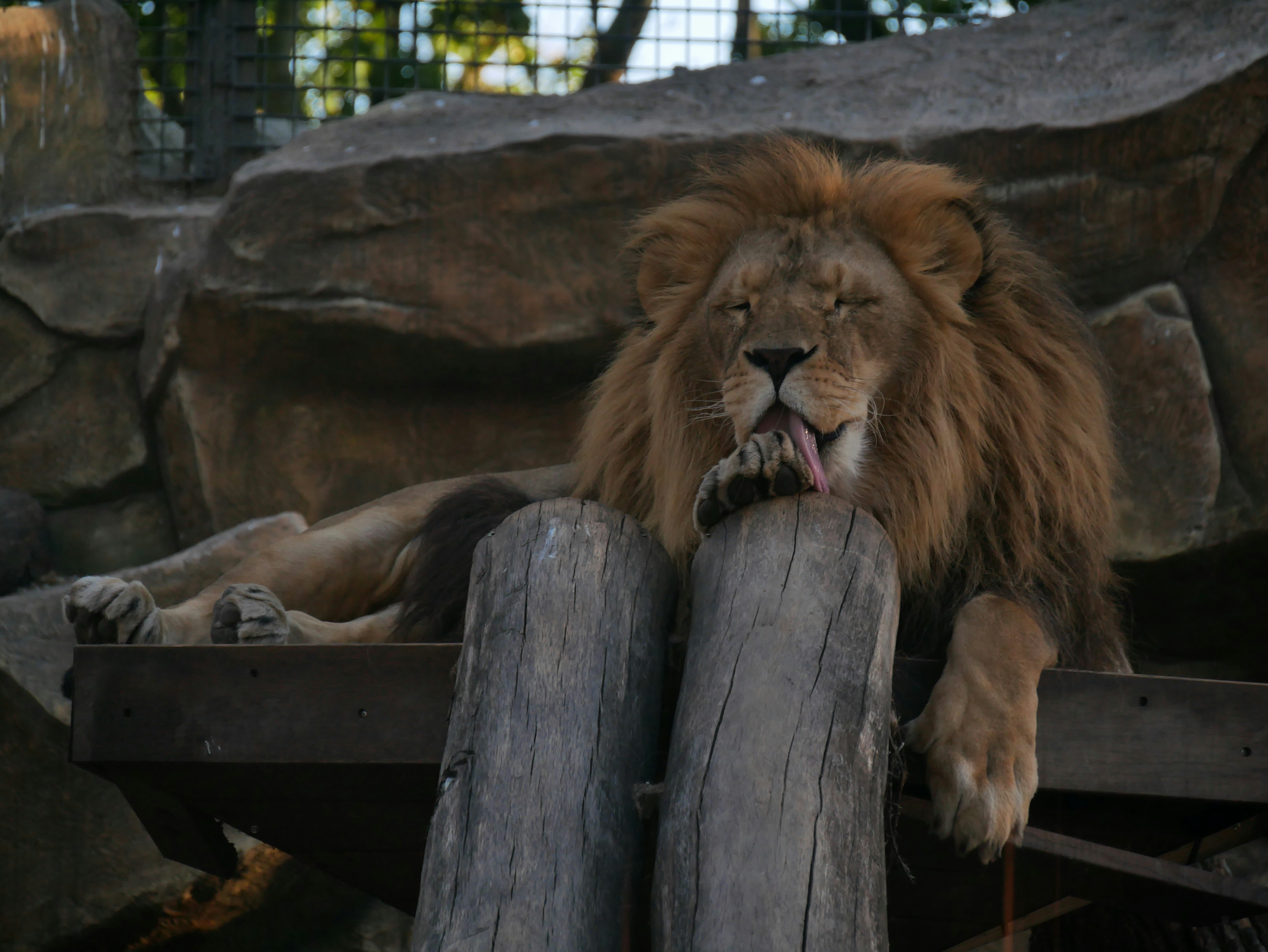 a large lion laying on top of a wooden fence