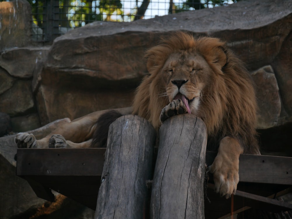 Un gran león acostado encima de una cerca de madera