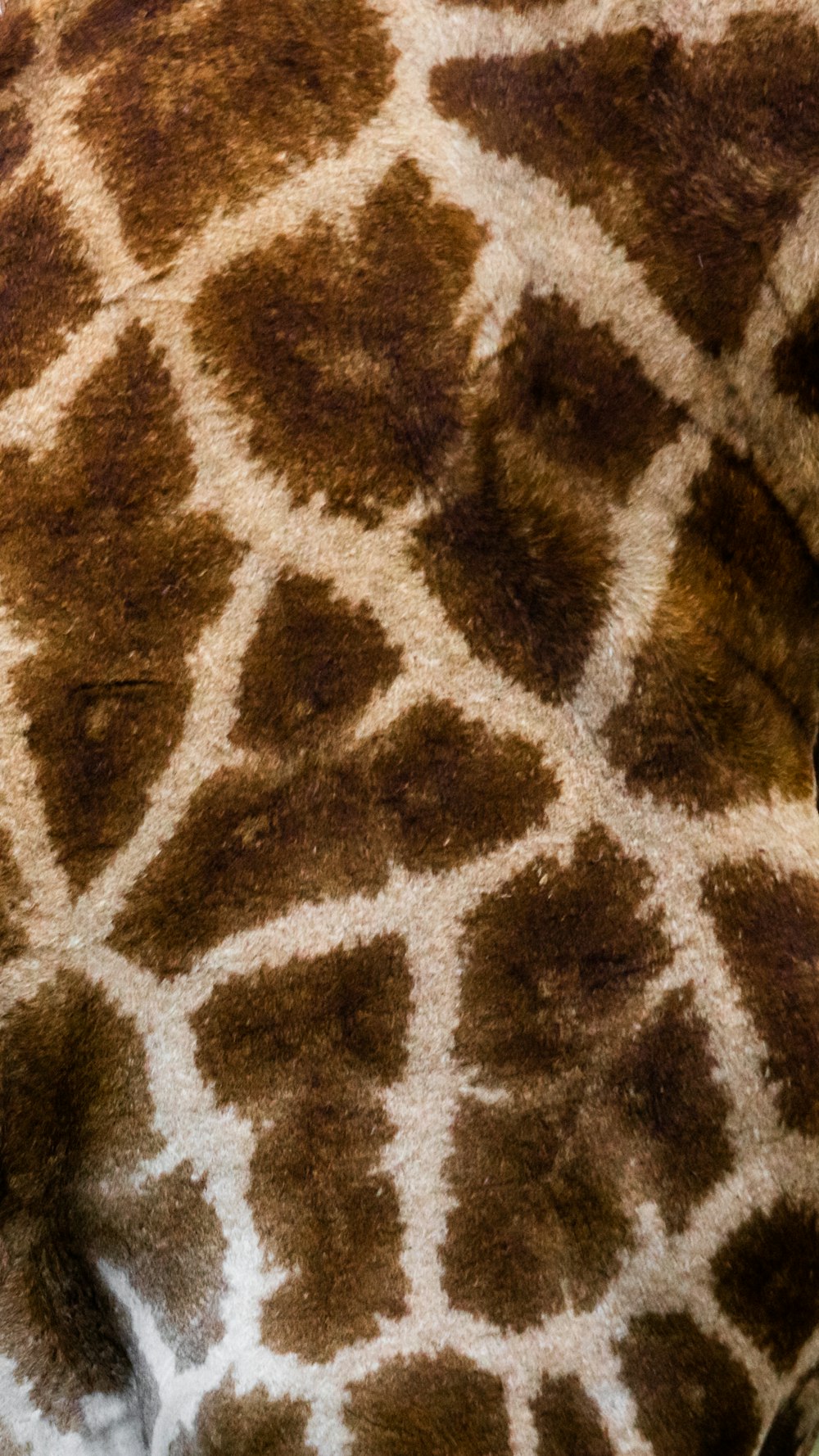 a close up of a giraffe's neck and neck