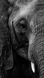 a black and white photo of an elephant's face