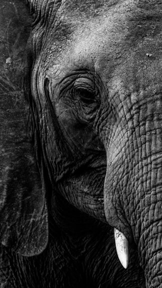 a black and white photo of an elephant's face