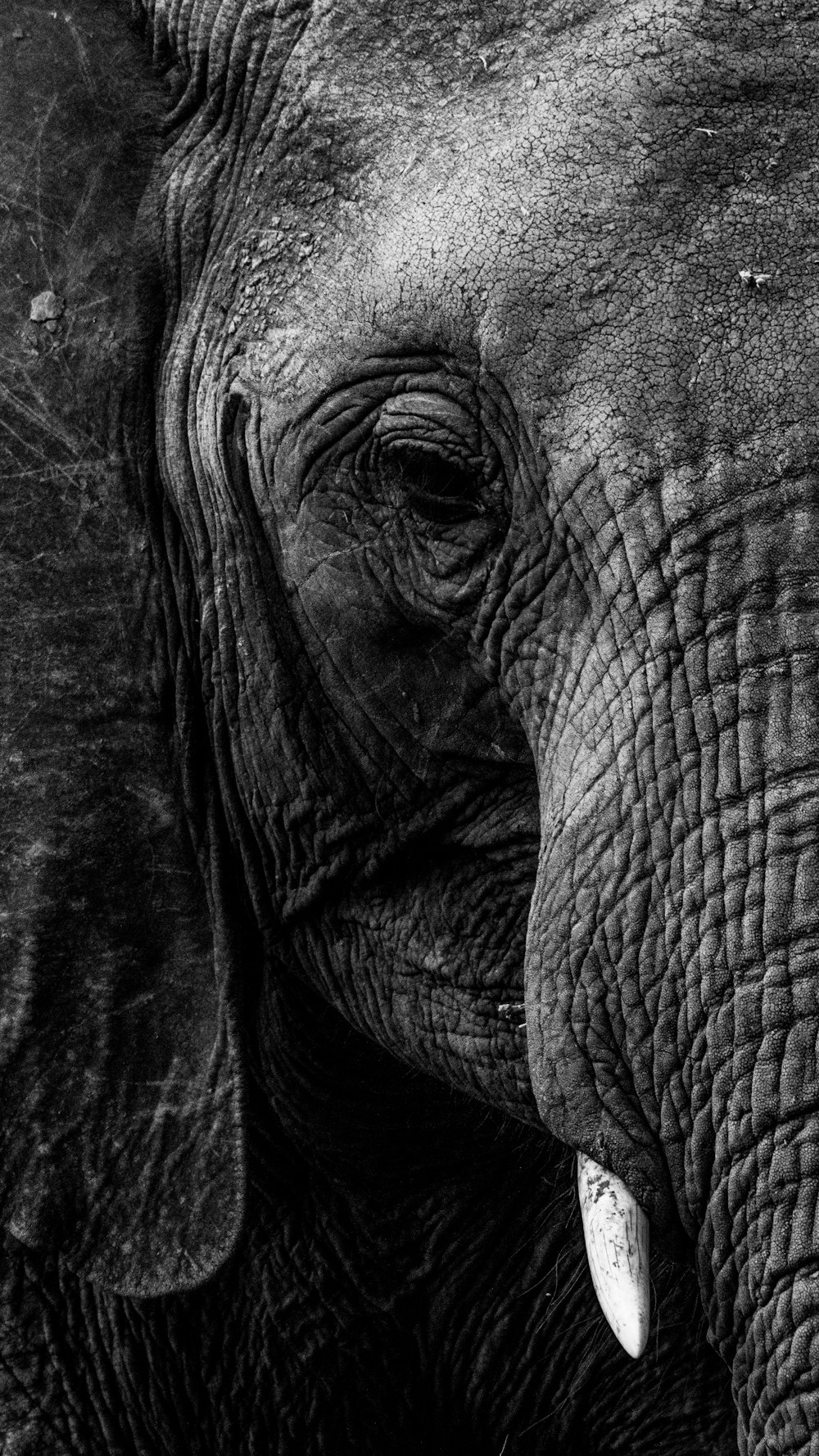 uma foto em preto e branco do rosto de um elefante