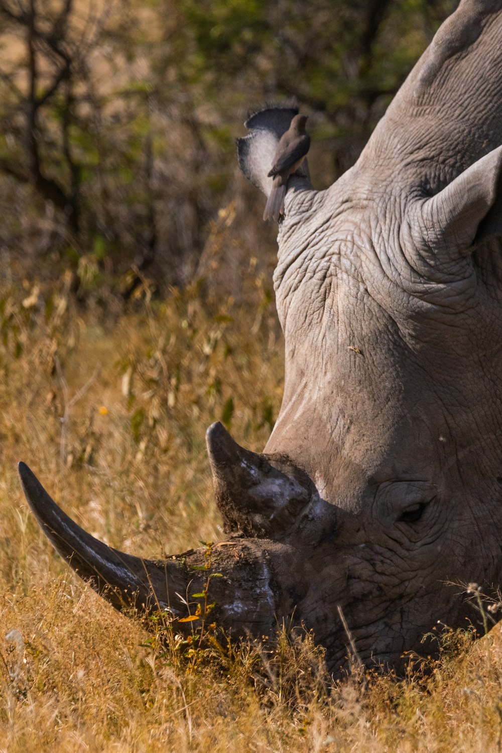 a close up of a rhinoceros grazing in a field