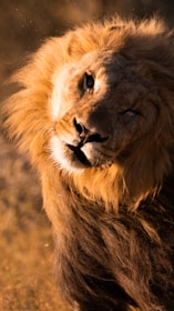 A close-up of a male lion with a majestic mane, bathed in warm, golden light. The lion is slightly tilting its head, and the background is blurred, emphasizing the lion's strong presence.