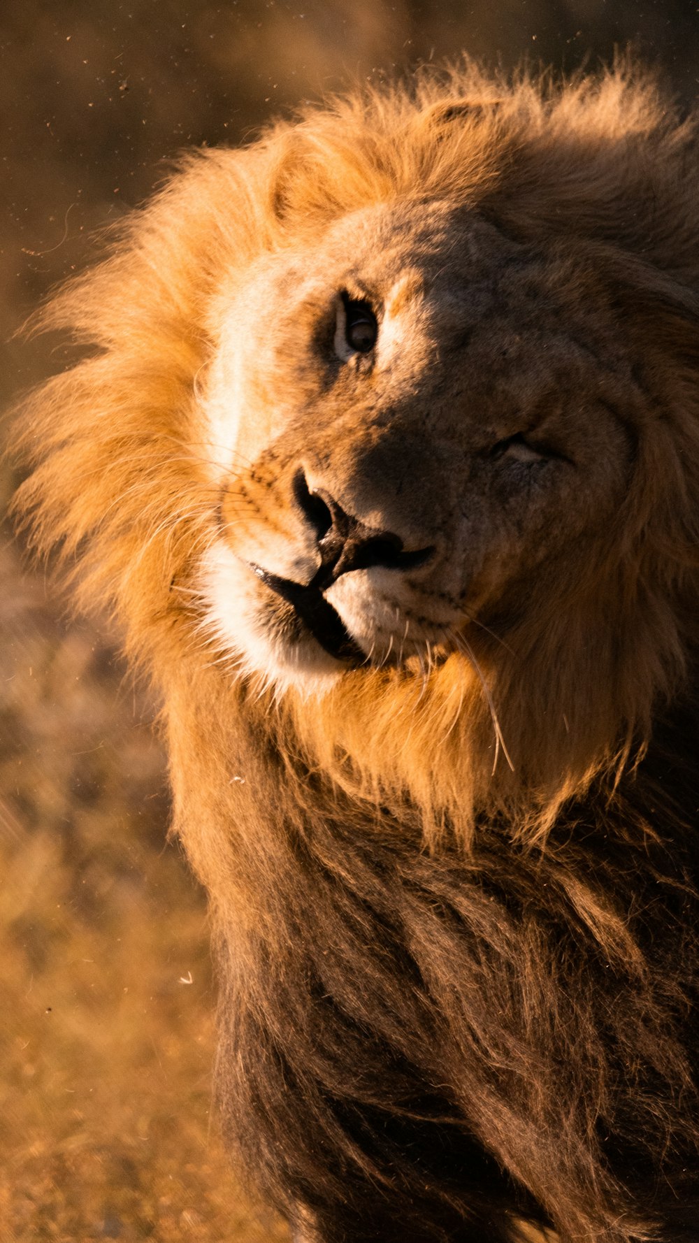 a close up of a lion in a field