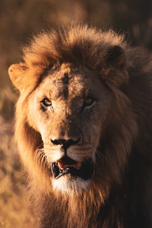 Lion in an African game reserve