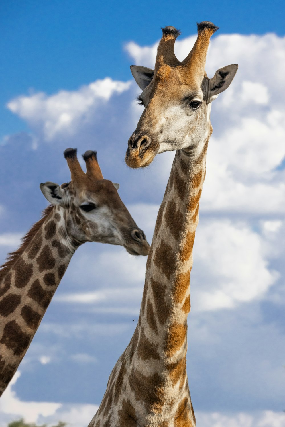 um casal de girafas de pé um ao lado do outro