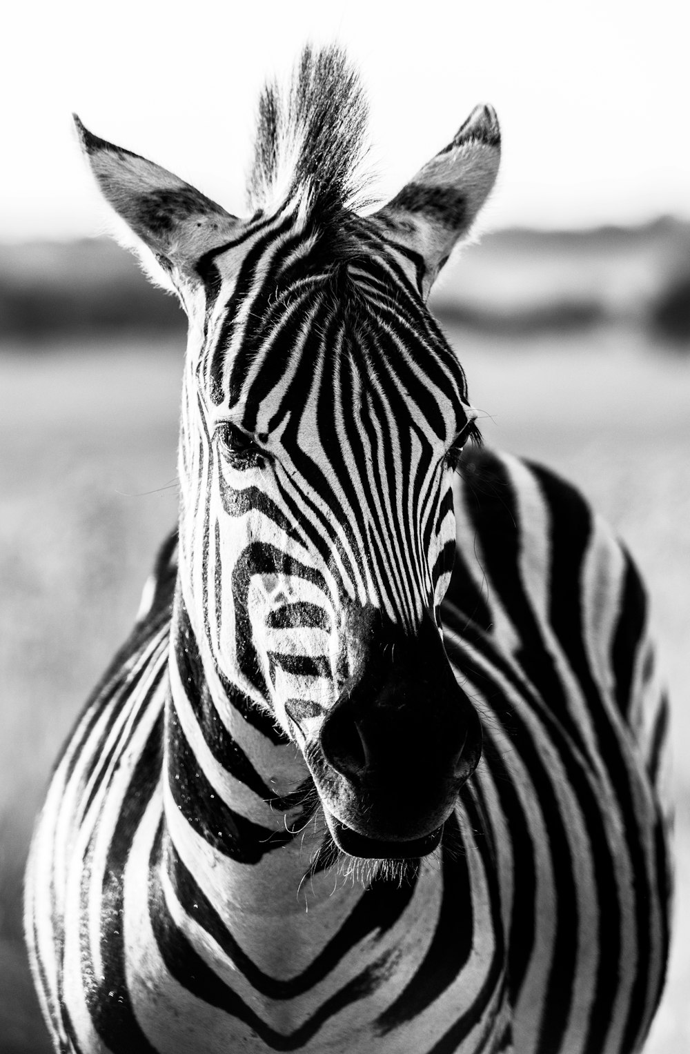 a black and white photo of a zebra