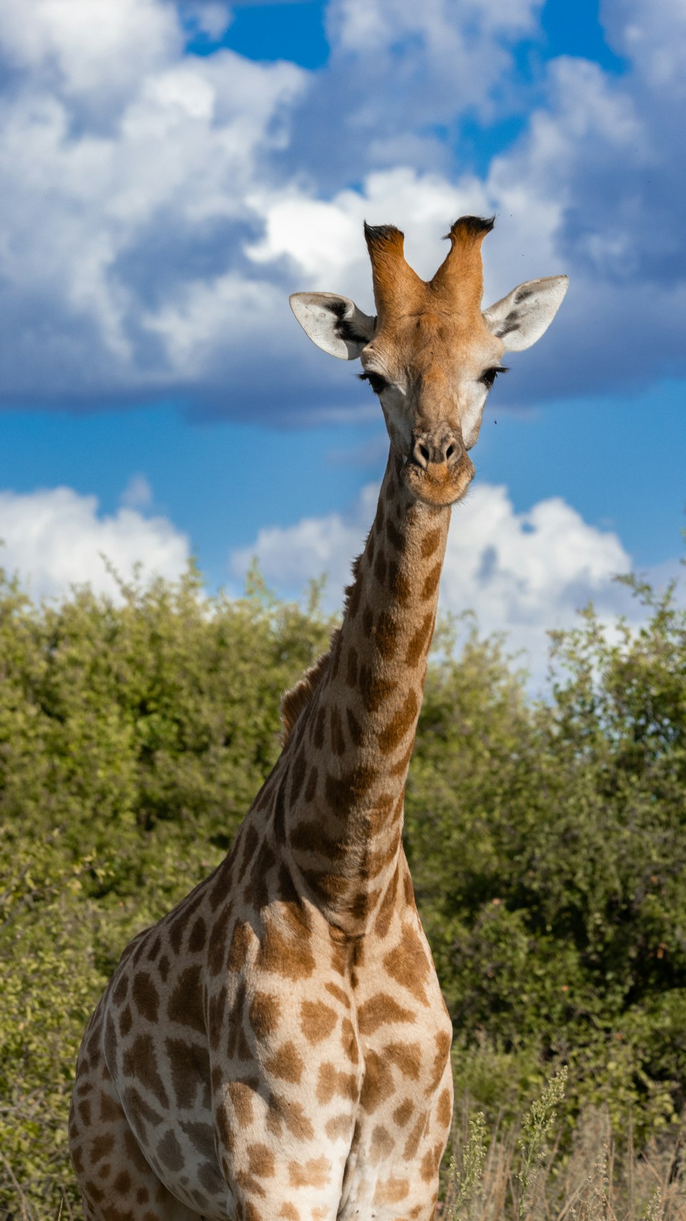 Eine Giraffe, die mitten auf einem Feld steht