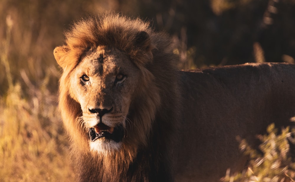 a close up of a lion in a field