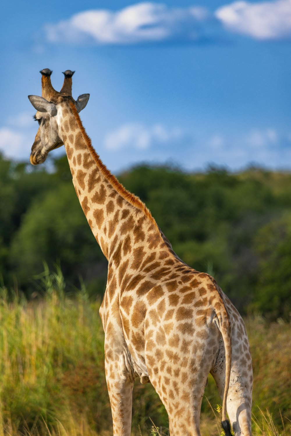 Eine Giraffe steht auf einem Feld aus hohem Gras