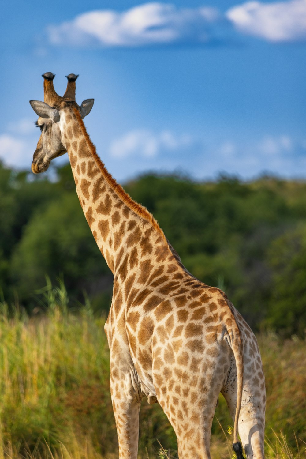 uma girafa em pé em um campo de grama alta