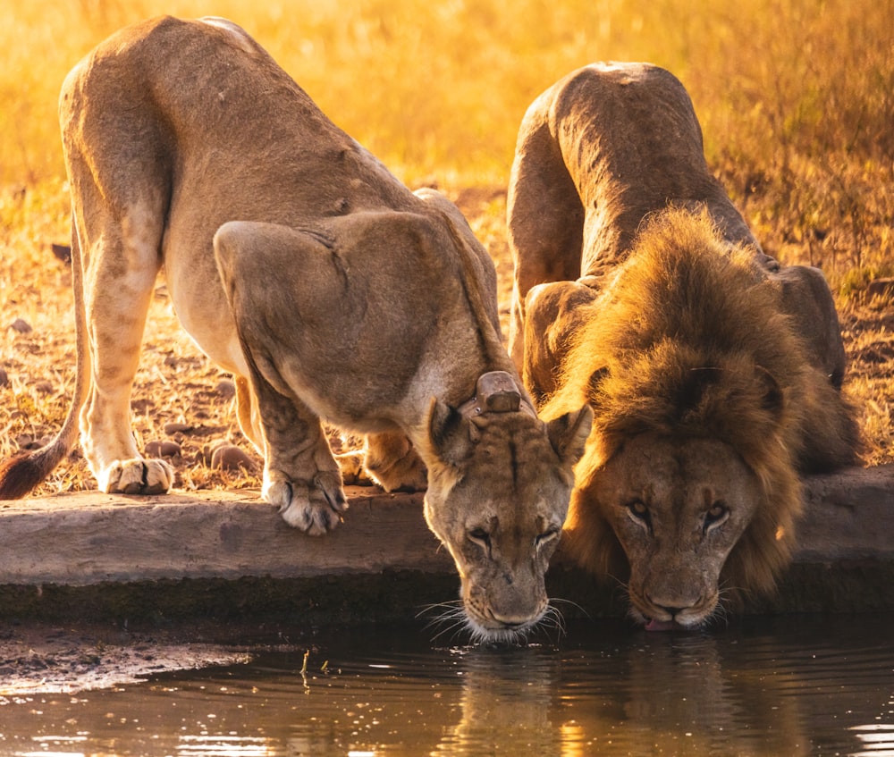 a couple of lions drinking water from a pond