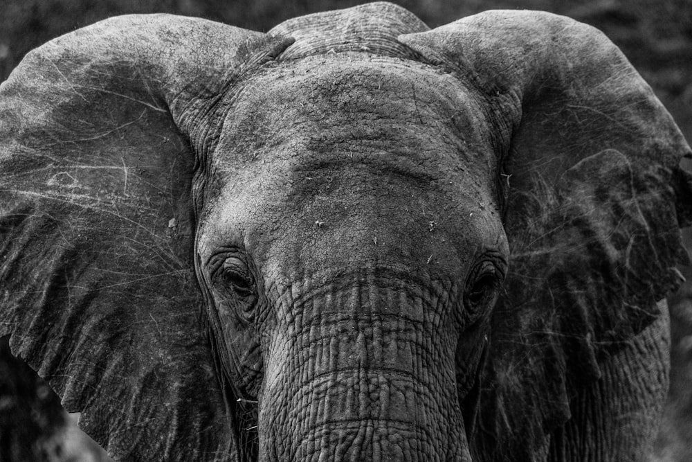 a black and white photo of an elephant