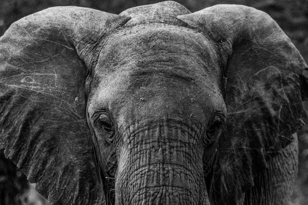 uma foto em preto e branco de um elefante