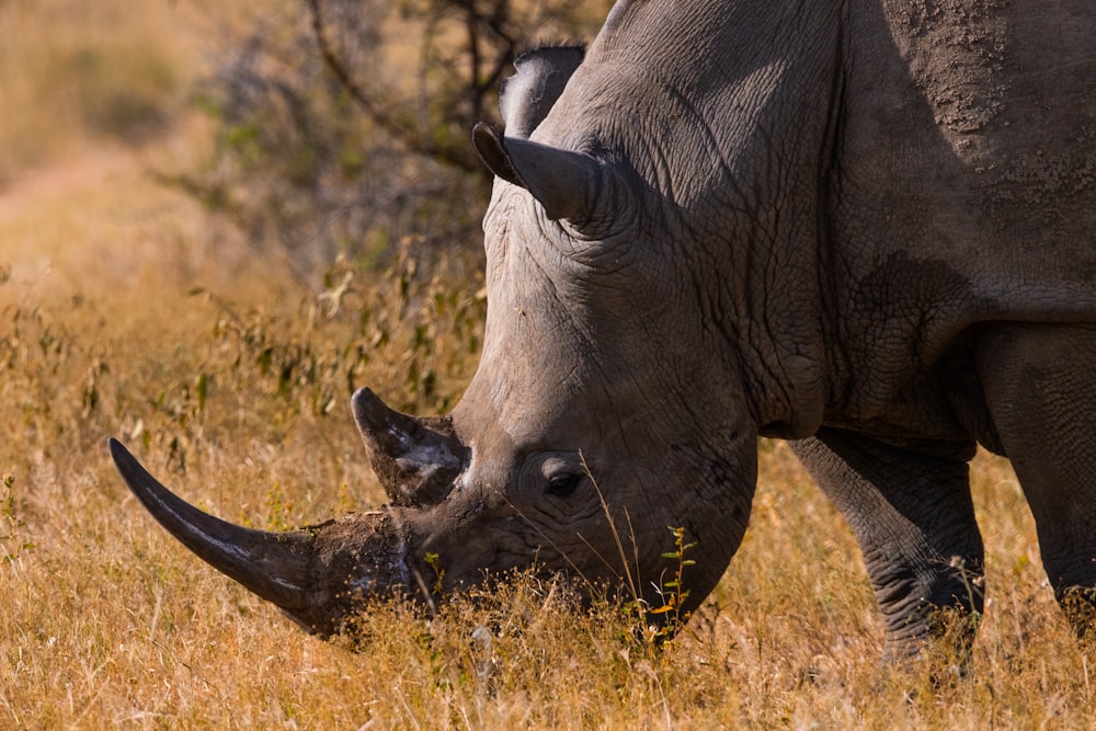 a rhino grazing in a field of dry grass