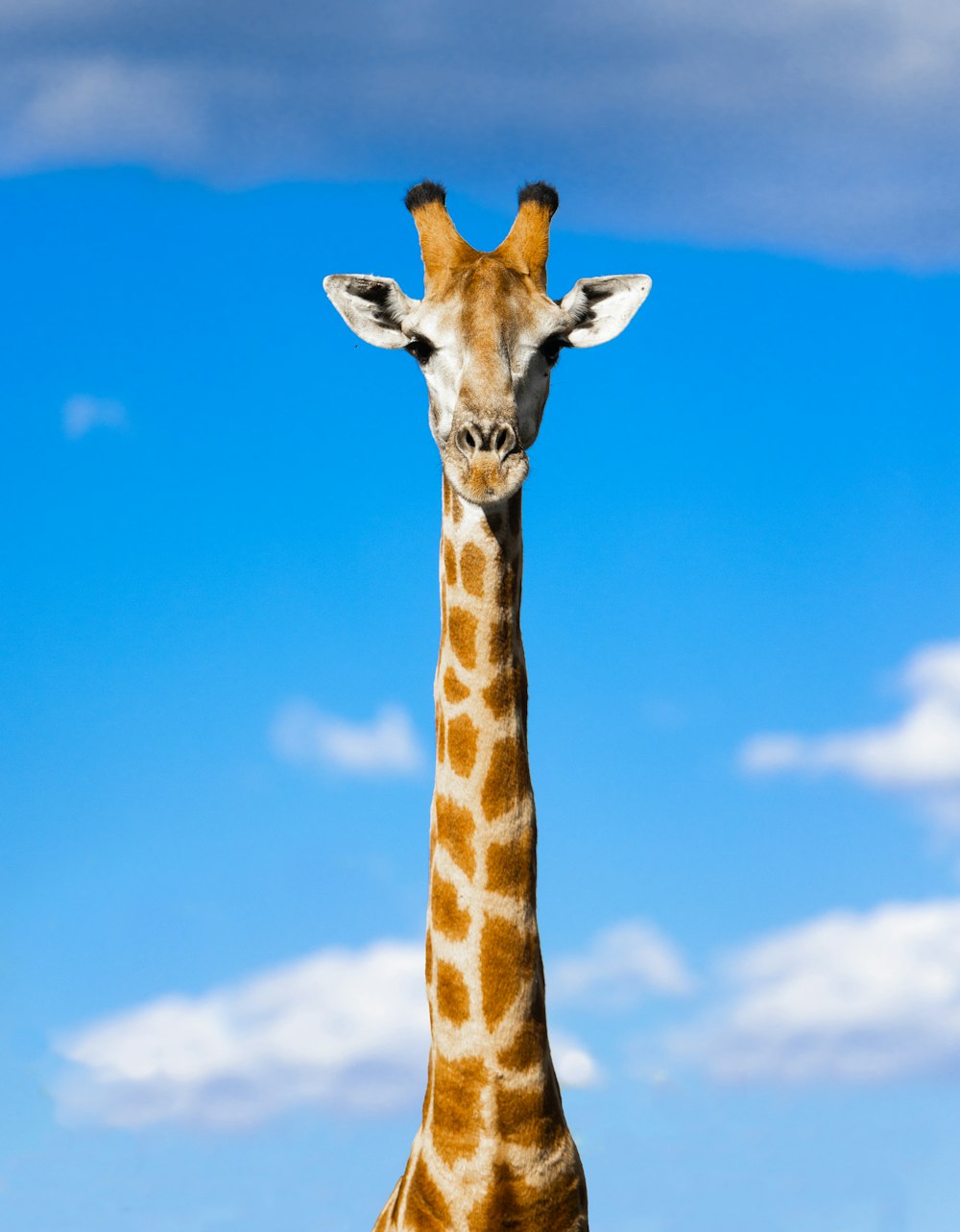 a giraffe standing in a field with a blue sky in the background