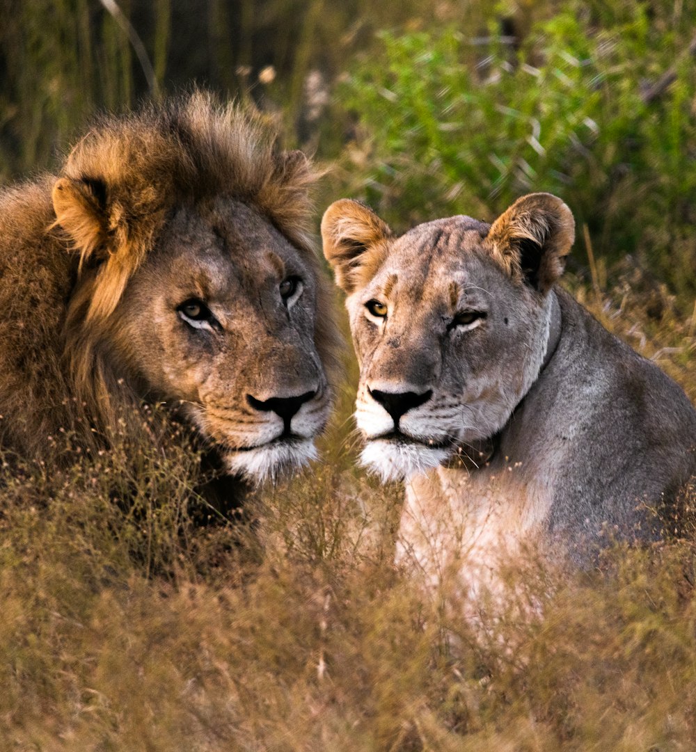 a couple of lions sitting next to each other in a field