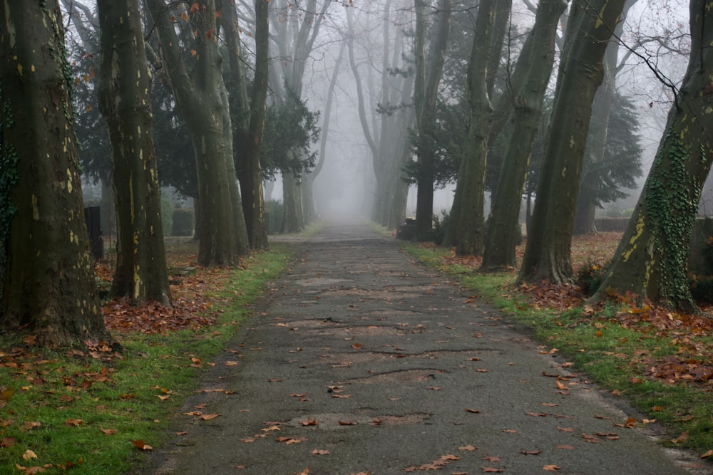 a foggy path in the middle of a forest