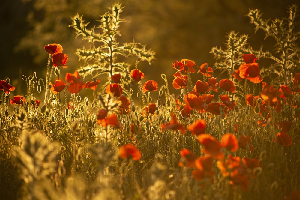 a field full of red flowers in the sunlight