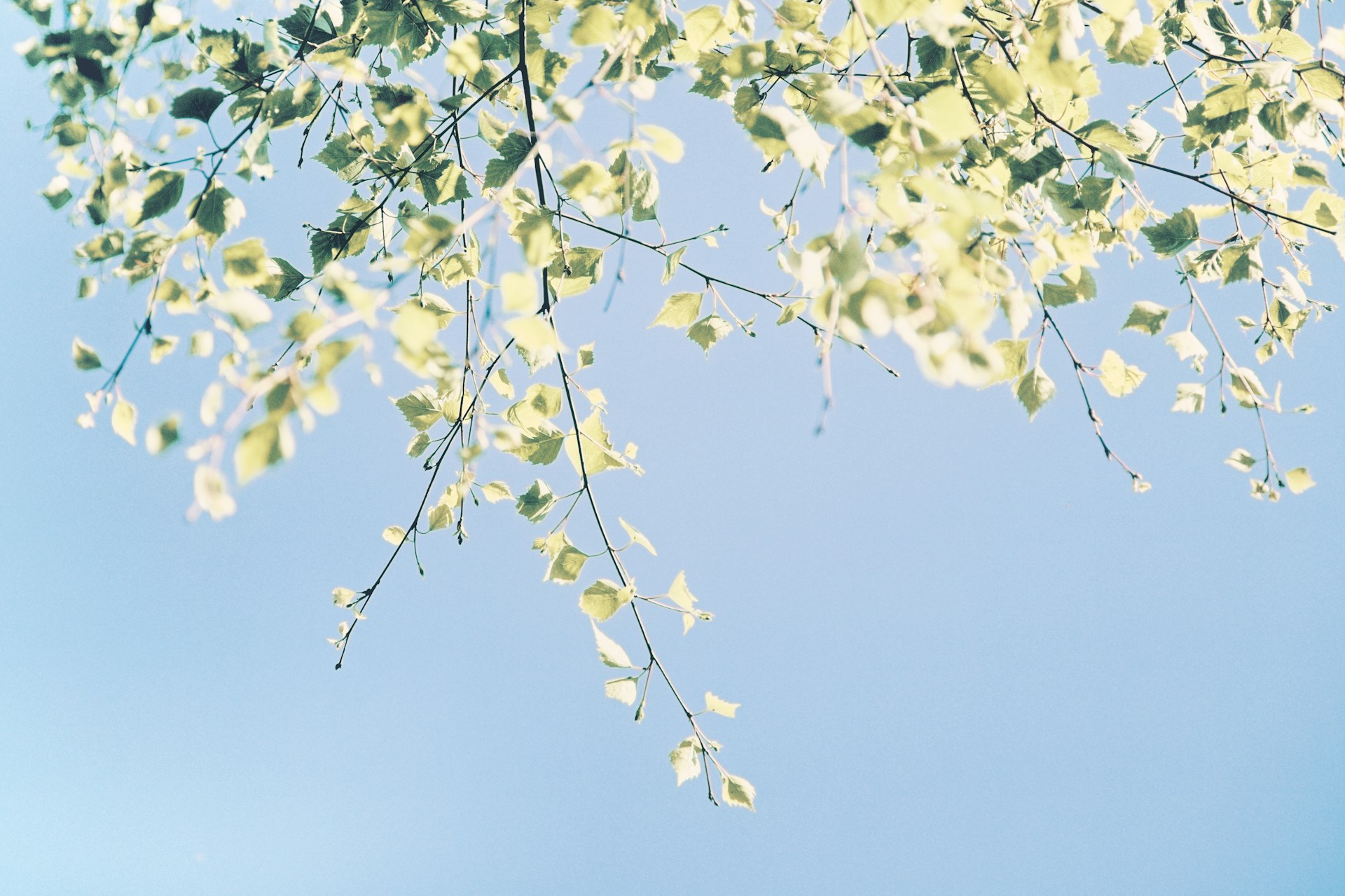 a tree branch with green leaves against a blue sky