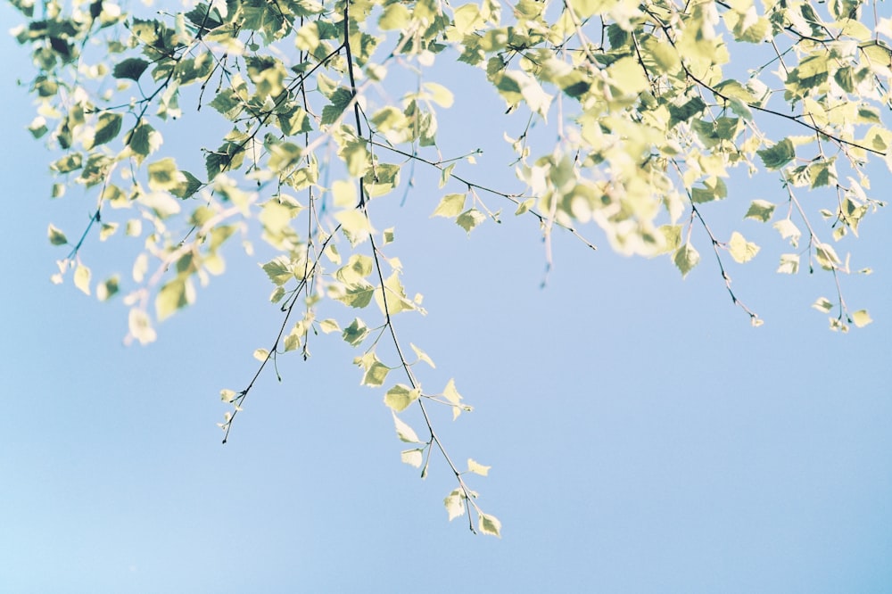 a tree branch with green leaves against a blue sky