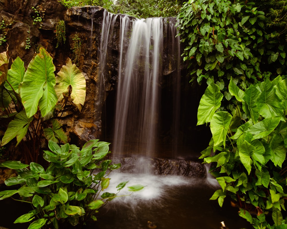a waterfall surrounded by lush green foliage