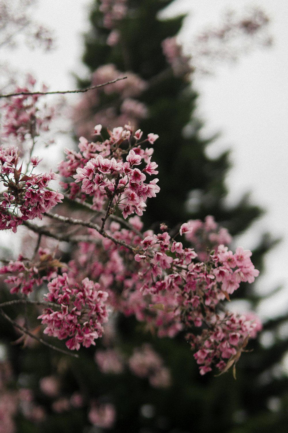 a close up of a tree with pink flowers