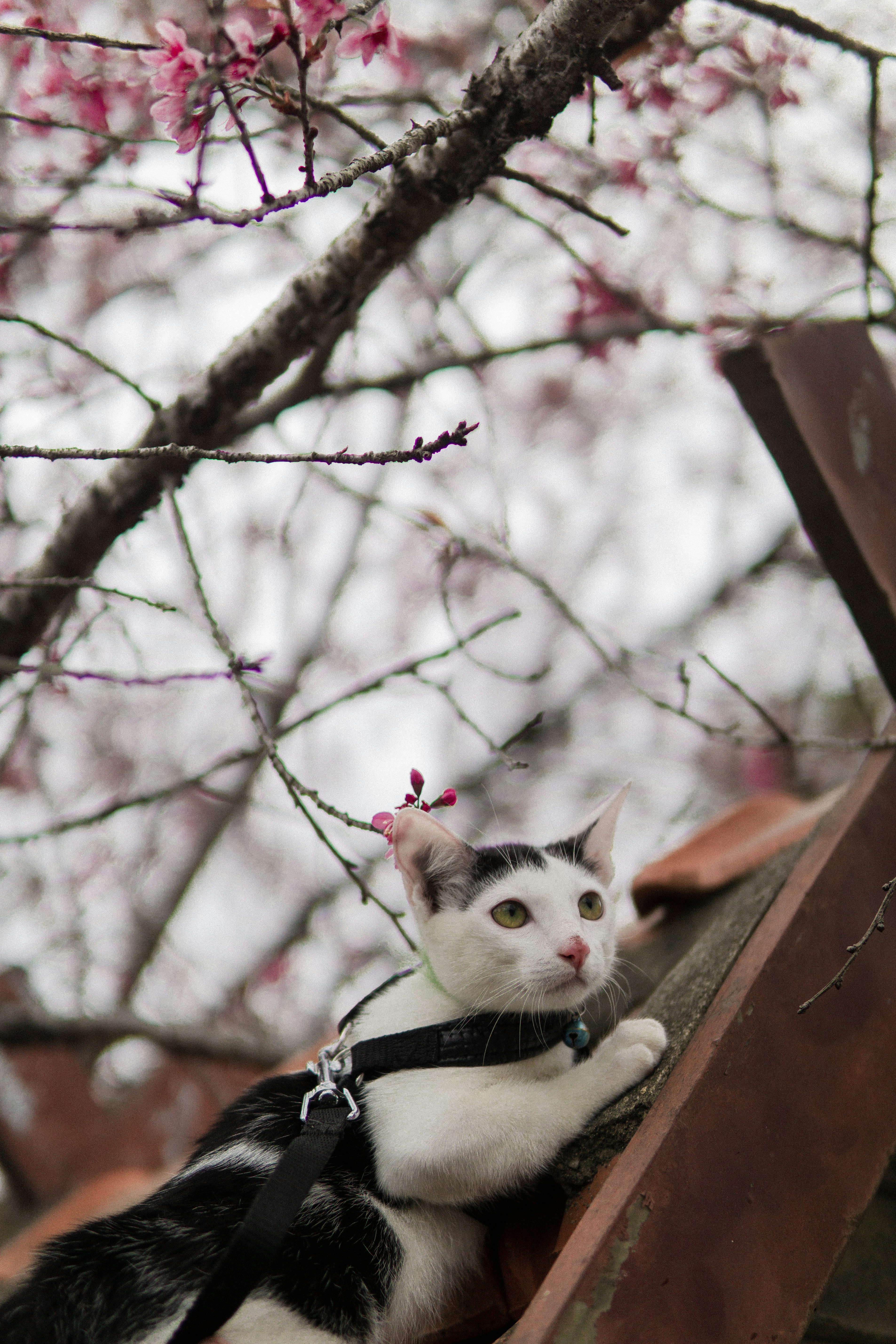 A black and white cat sitting on top of a roof photo – Free Flower ...
