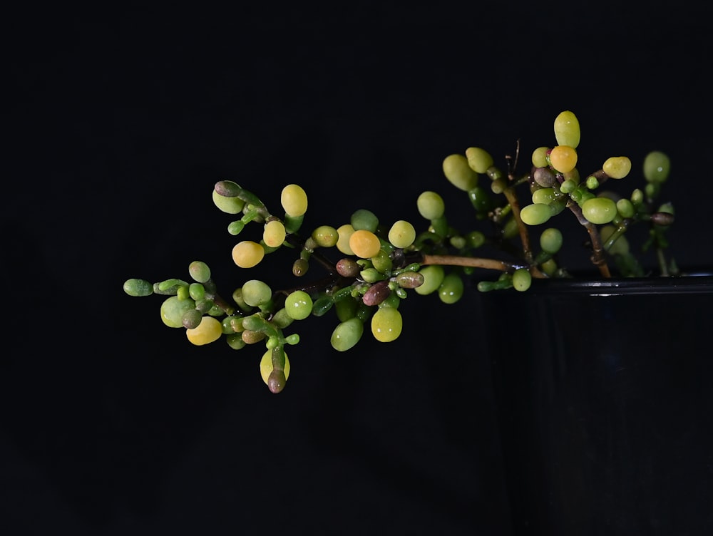 a close up of a plant in a vase