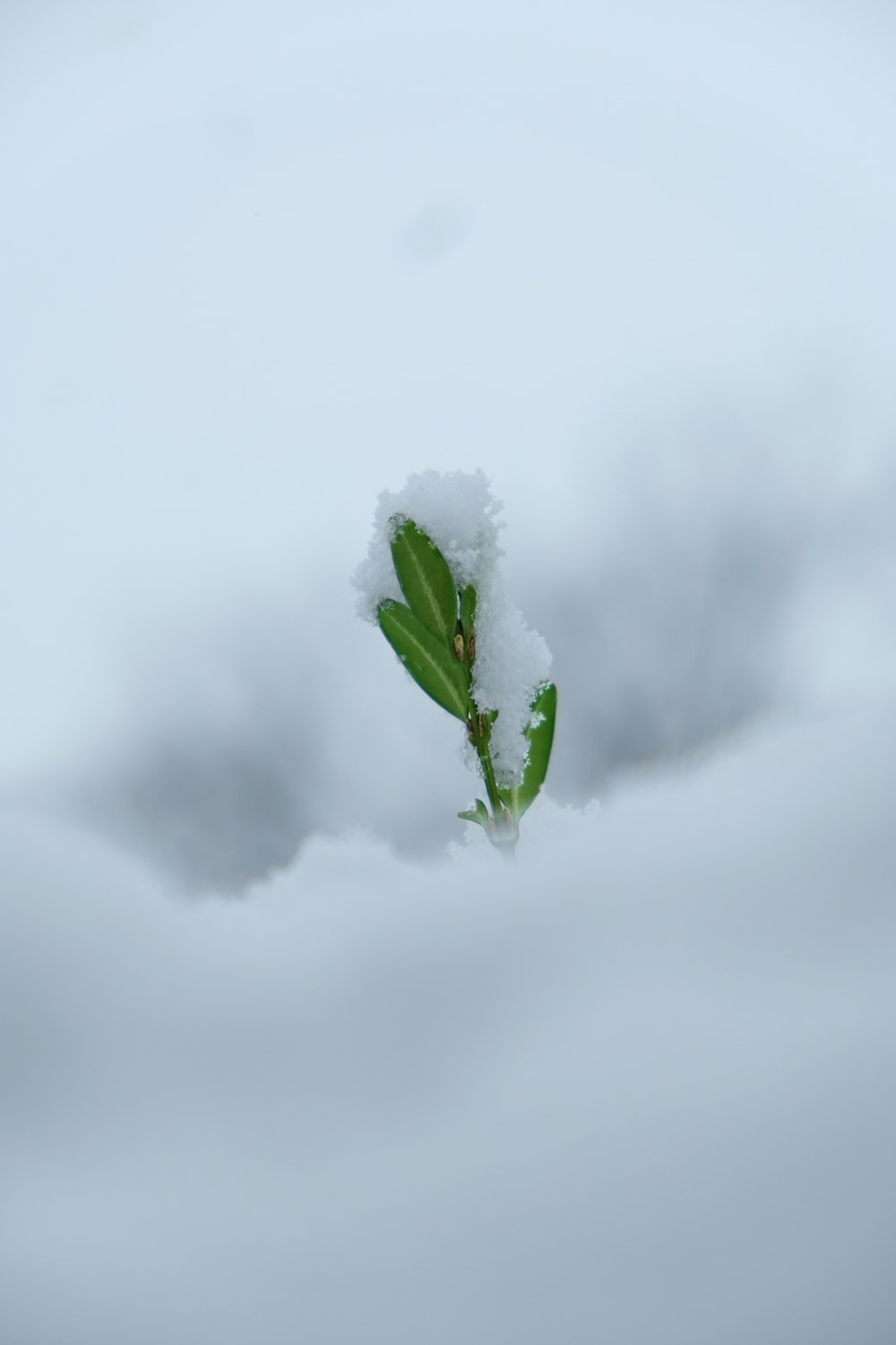 a small green plant is covered in snow