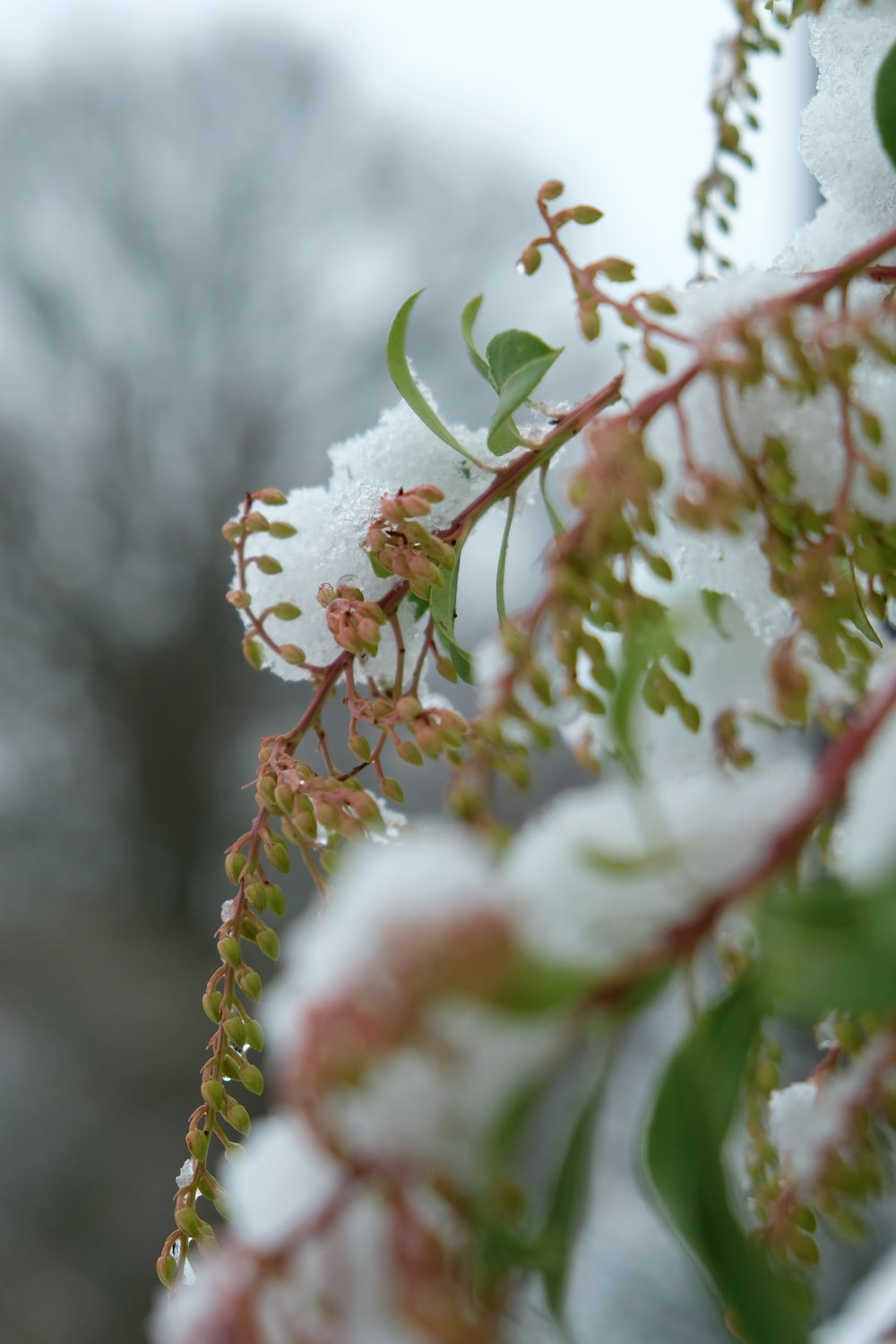 a close up of a tree with snow on it